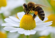 FUMIGACIONES DE ABEJAS EN EL DF